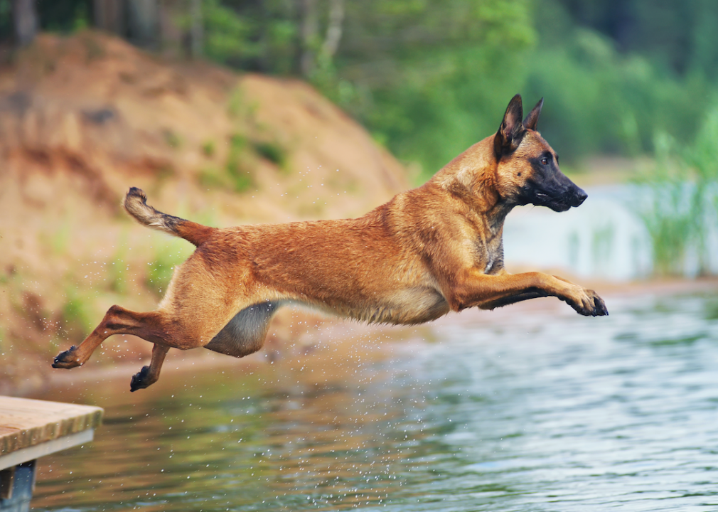 #27. Belgian Malinois (tie)